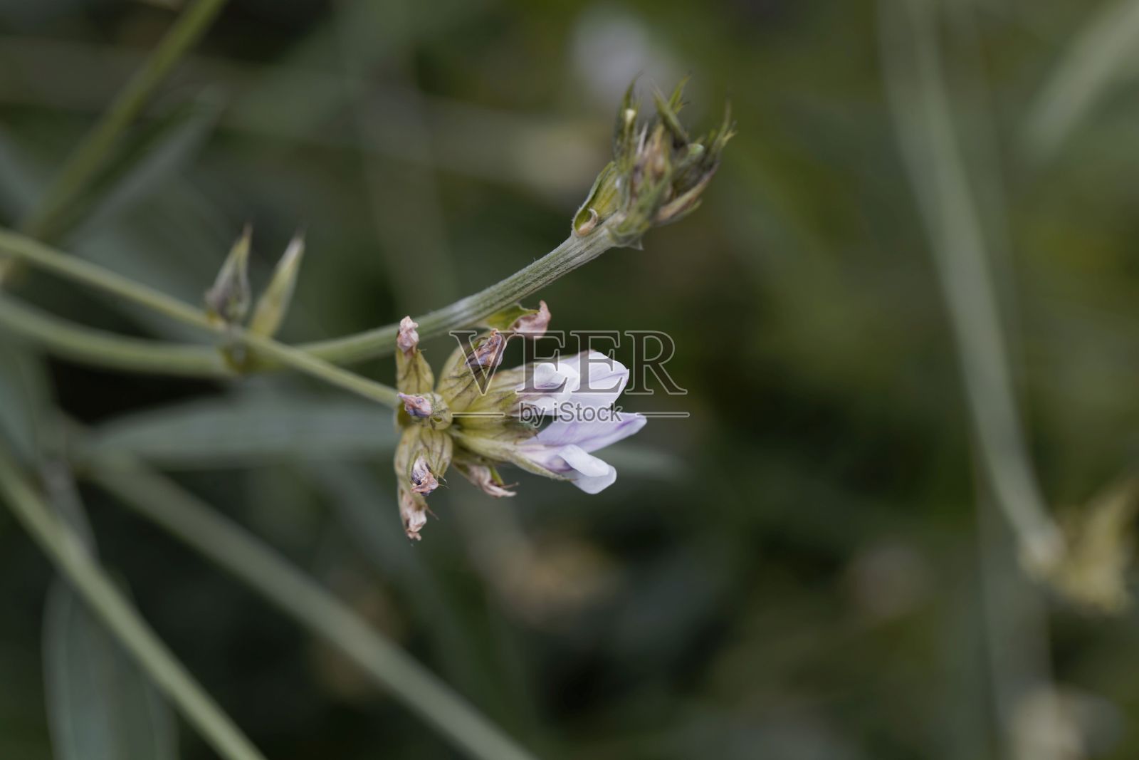 一种阿拉伯豌豆的花照片摄影图片