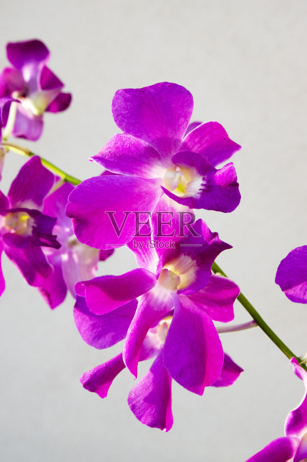 石斛兰开着紫色的花，美丽而神奇的开花植物与大束花在绿色的茎照片摄影图片