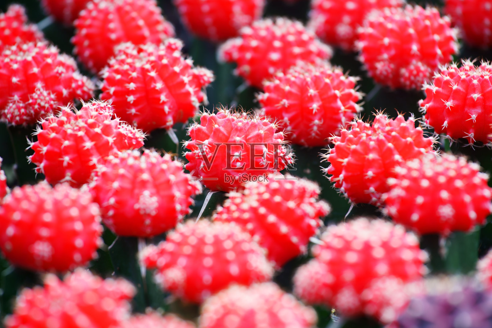 色彩斑斓的仙人掌照片摄影图片