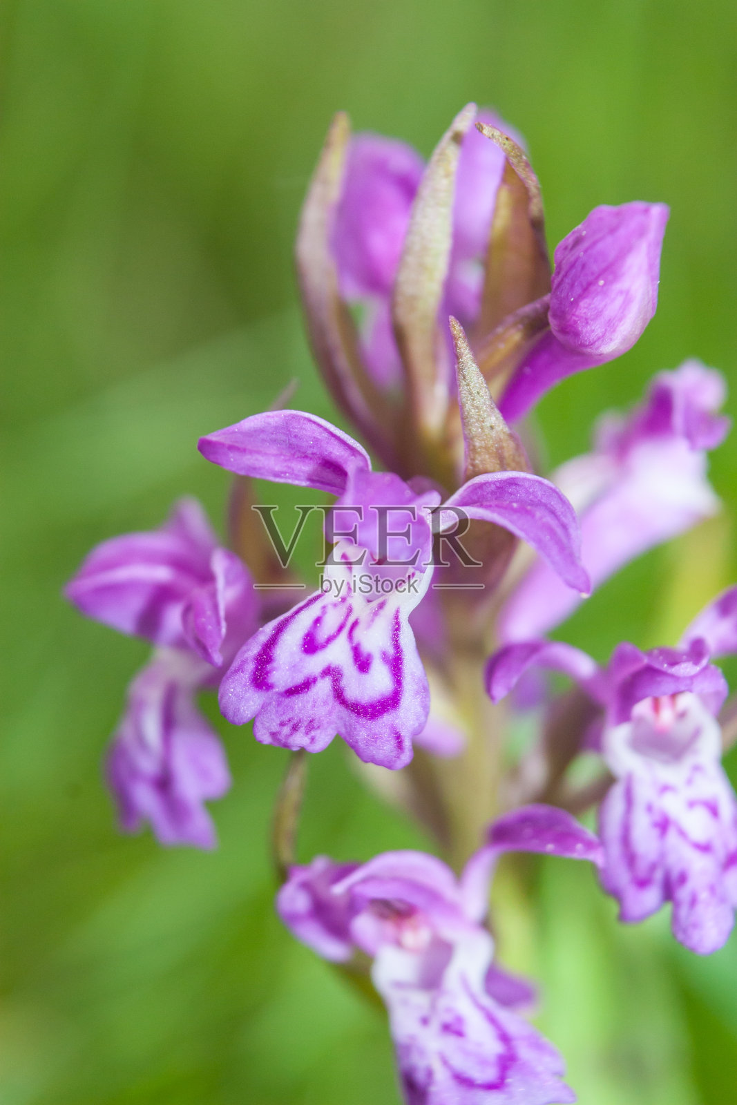 俗称石南花兰或荒原花兰照片摄影图片