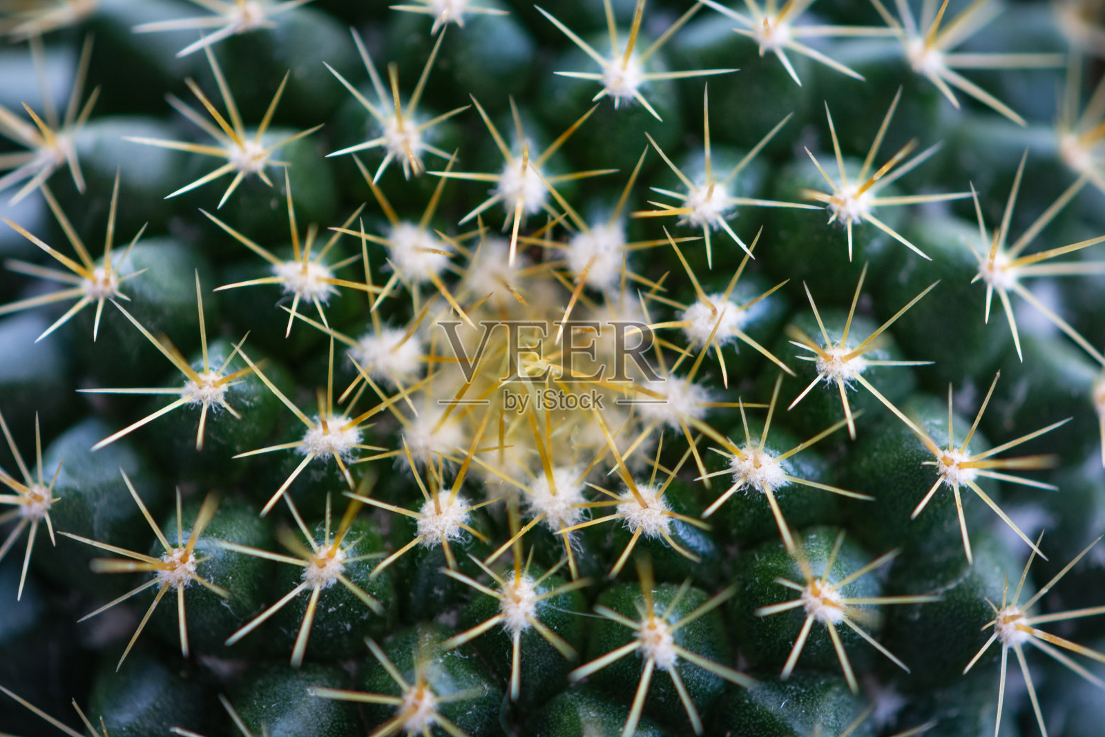 一个亮绿色仙人掌的glochids的特写镜头照片摄影图片