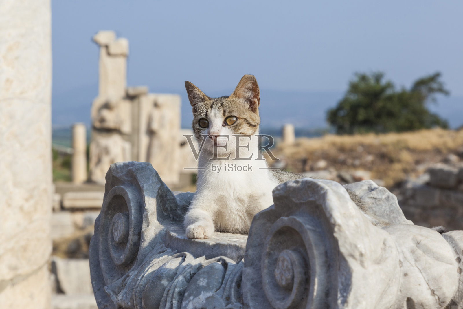 可爱的猫躺在罗马柱上照片摄影图片