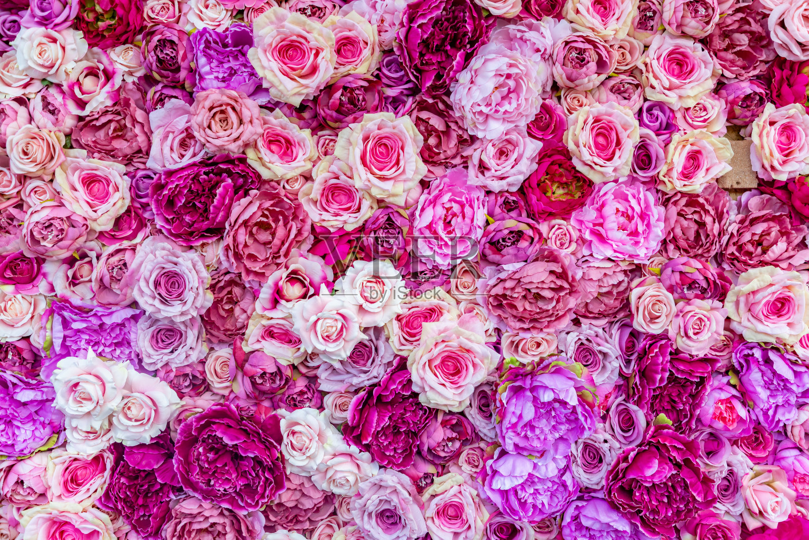 玫瑰背景照片摄影图片