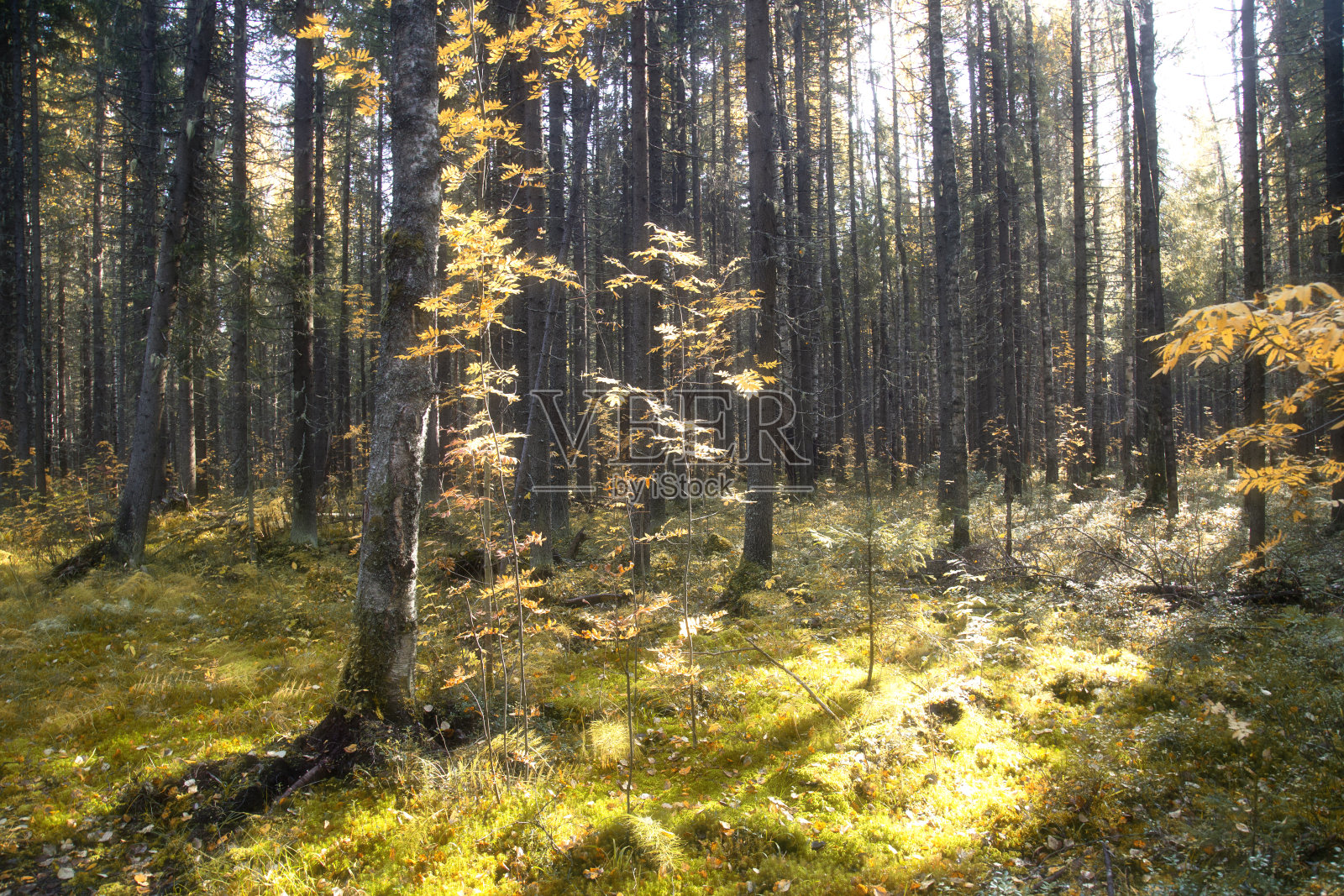 秋天的风景在阳光的森林里。照片摄影图片