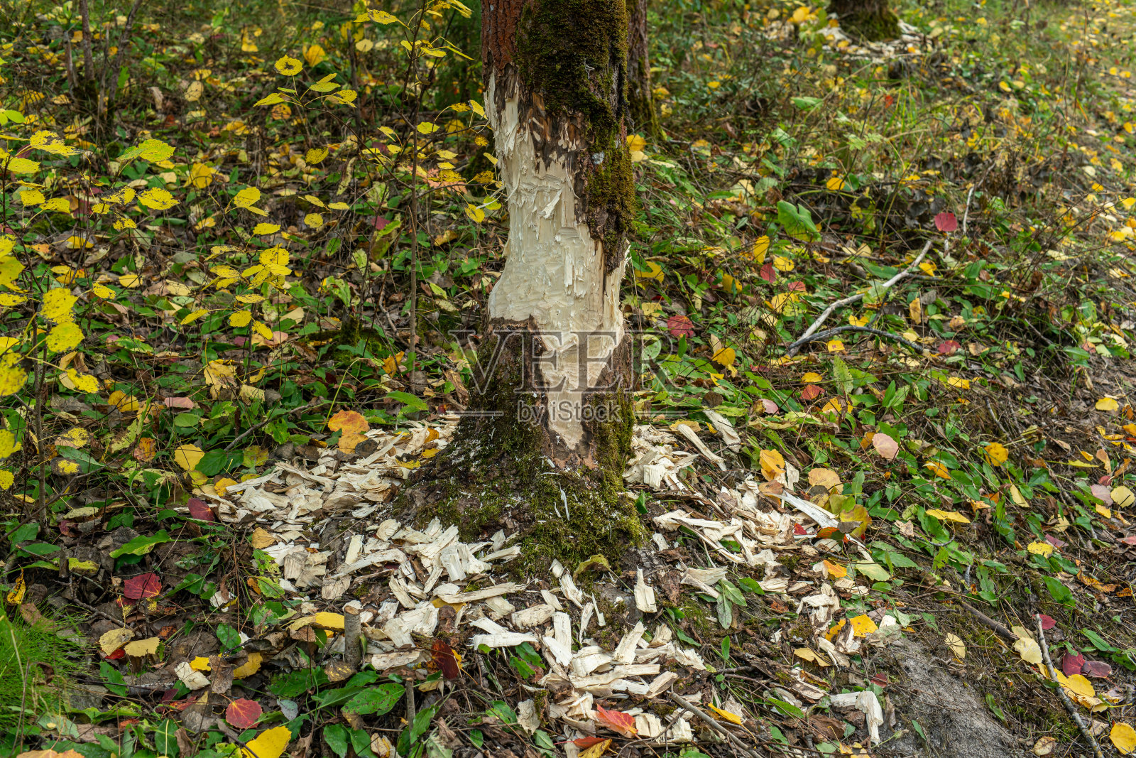 被海狸破坏的树木，地面有厚厚的木屑照片摄影图片