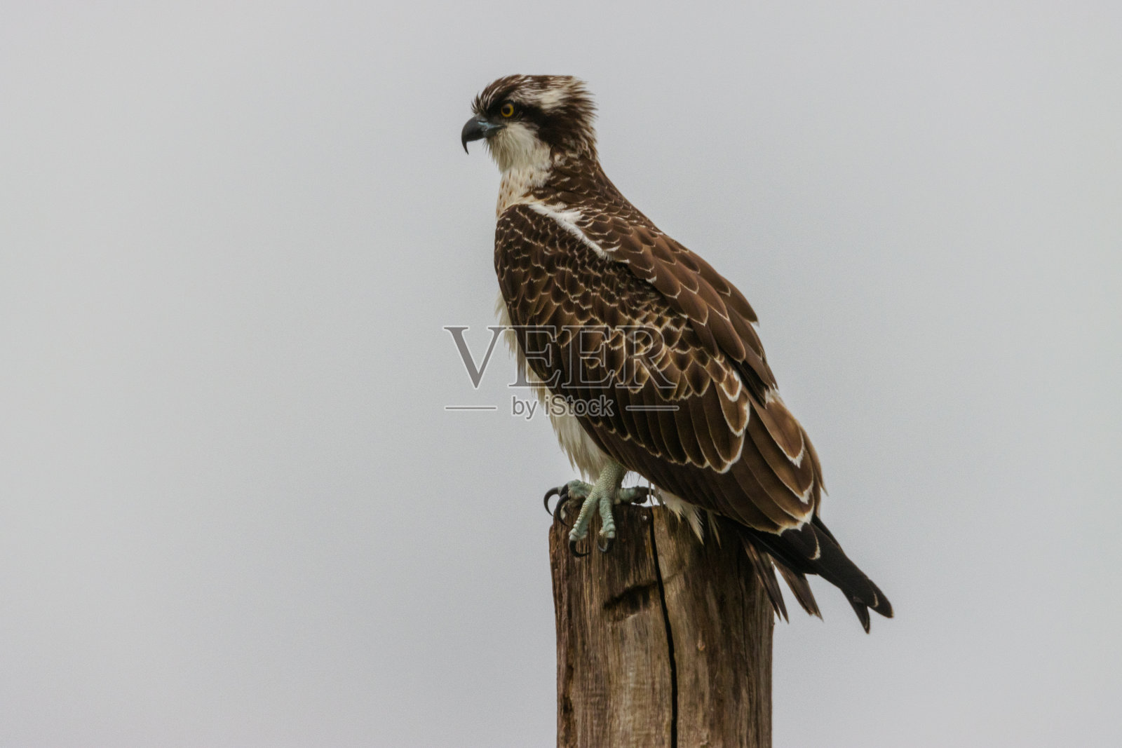 鱼鹰在树干上的剪影照片摄影图片