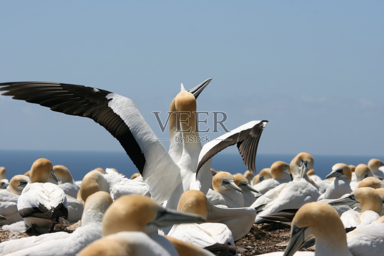 澳大利亚塘鹅殖民地照片摄影图片