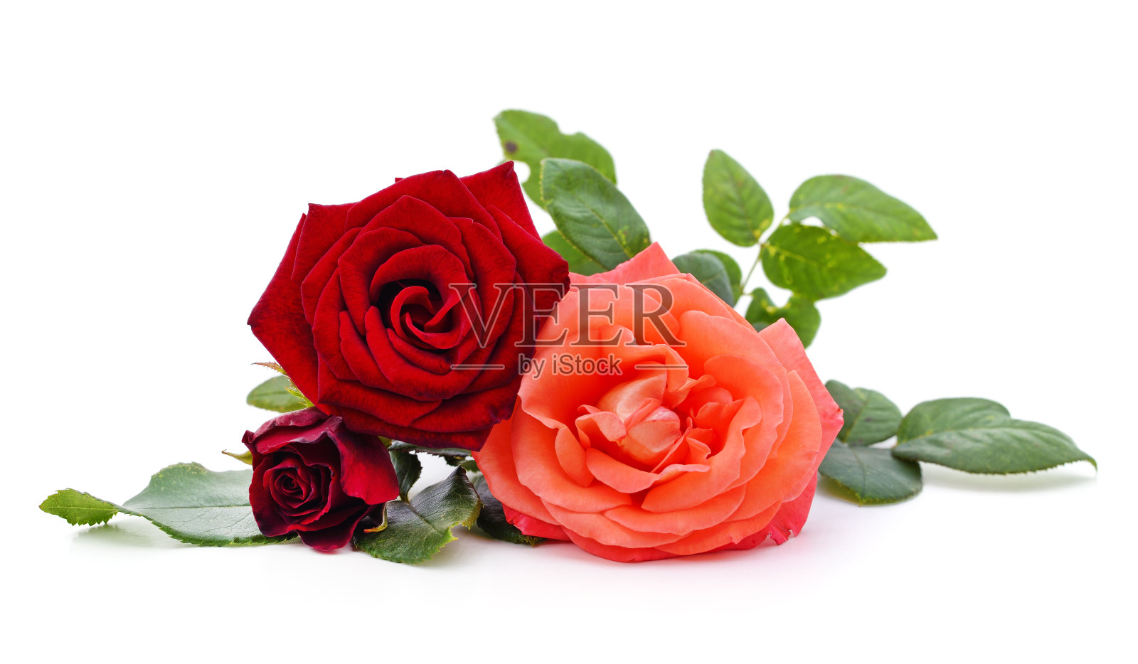 束玫瑰花。照片摄影图片