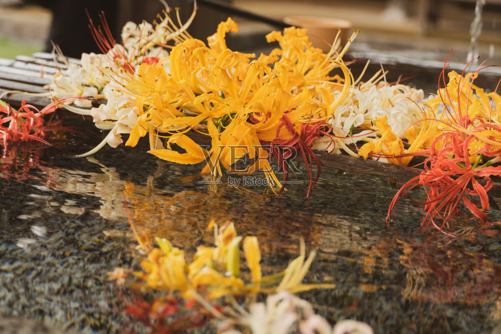 “秋祖屋”与蜘蛛百合，美丽的自然照片摄影图片