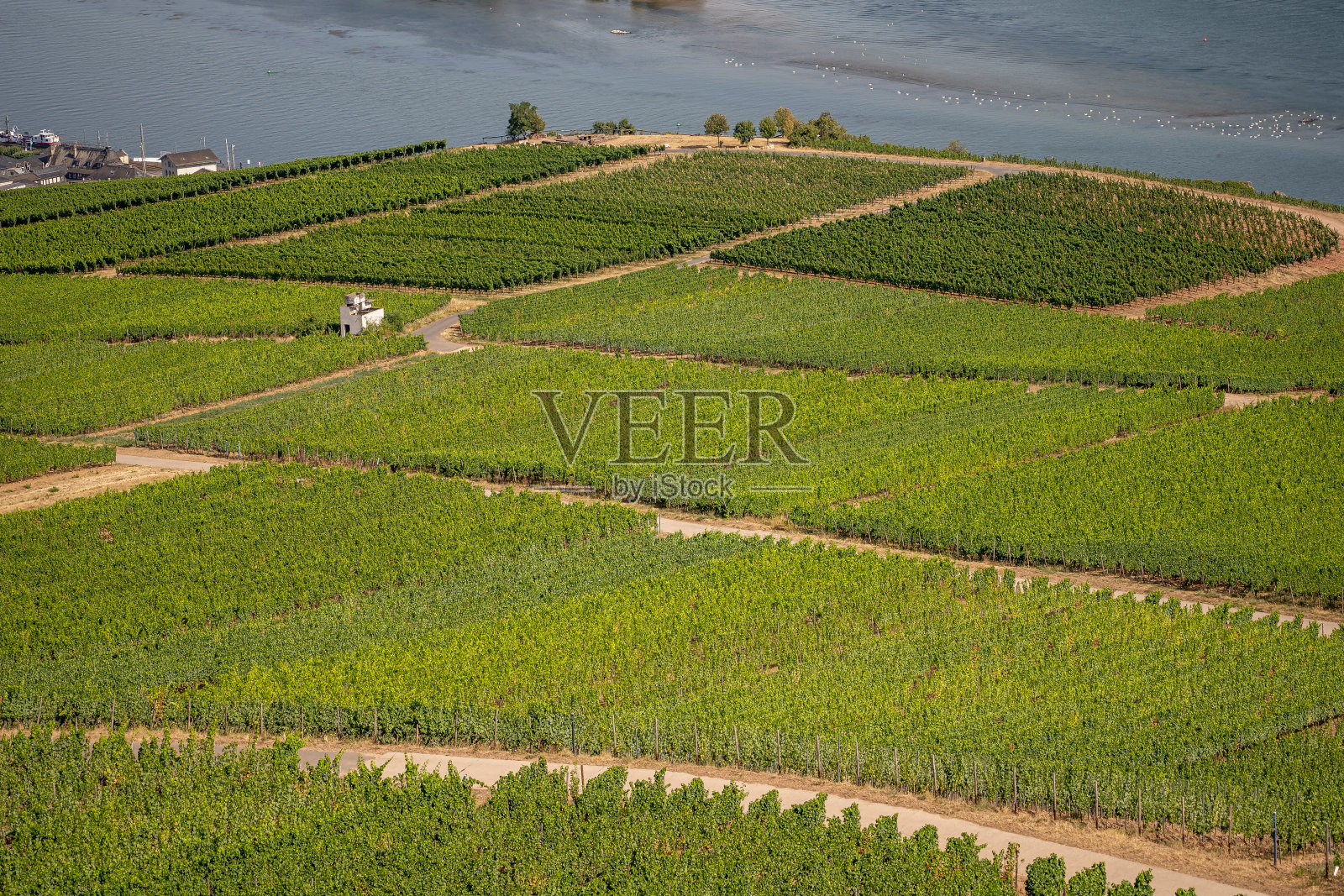 美丽的山坡葡萄园沿着莱茵河靠近ruedesheim和尼德瓦尔德纪念碑照片摄影图片