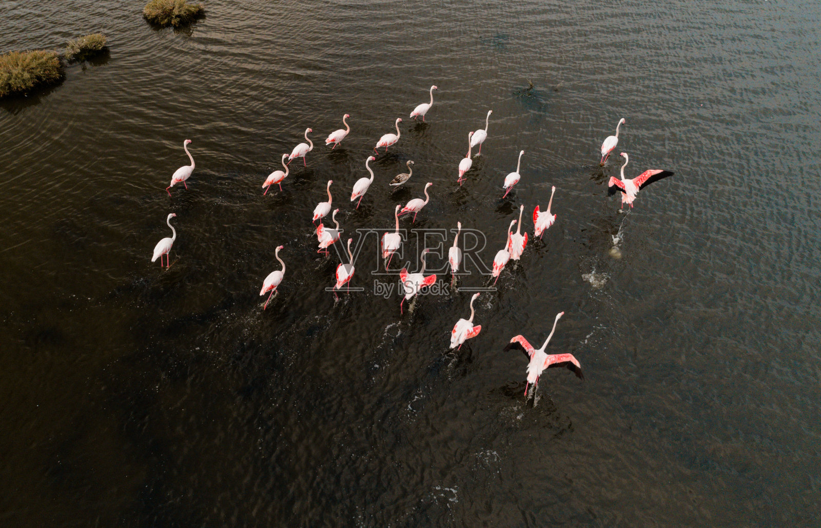粉红火烈鸟在自然环境中与无人机射击照片摄影图片