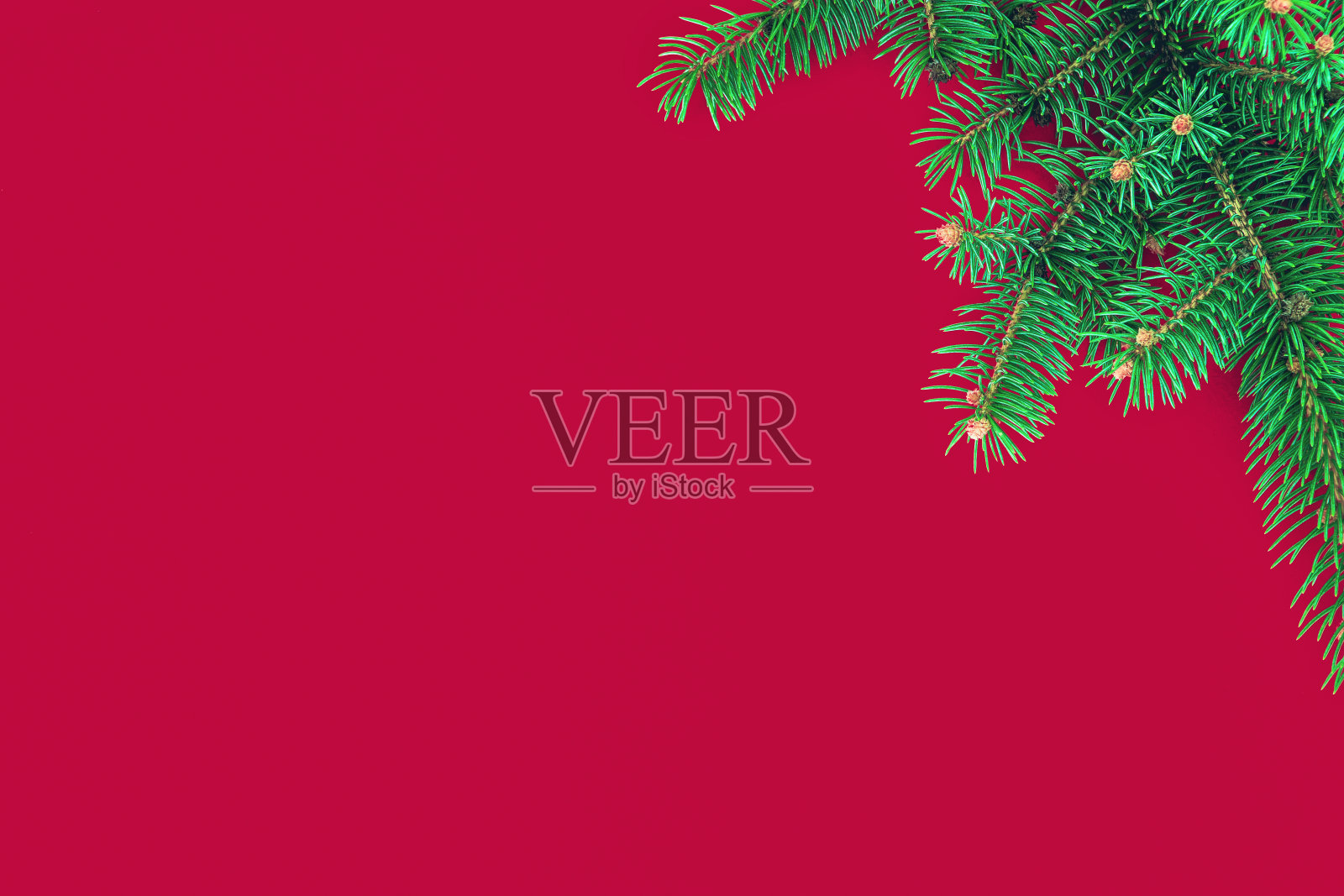 圣诞节的构图与绿色的冷杉树枝在红色的背景照片摄影图片