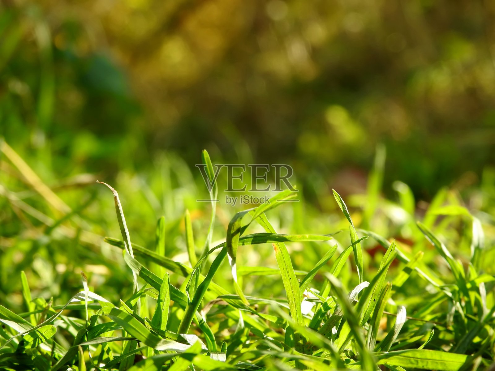 美丽的风景秋叶在自然界近距离照片摄影图片