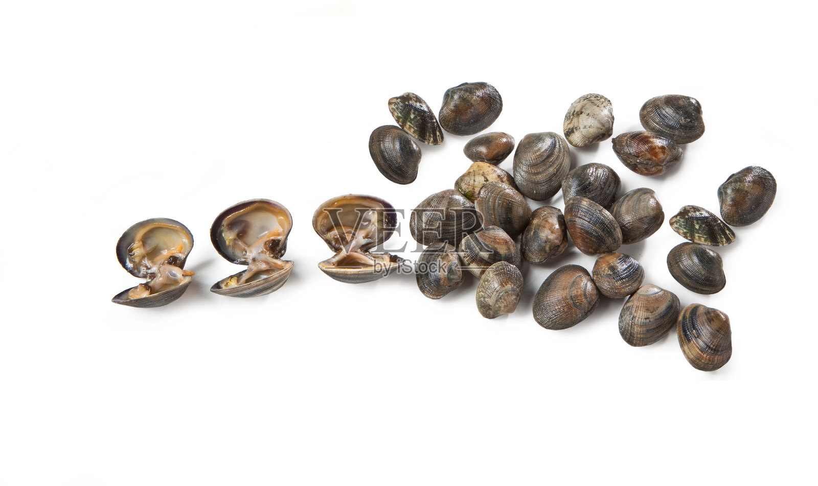 地中海鱼Vongole "Venerupis decussata"照片摄影图片