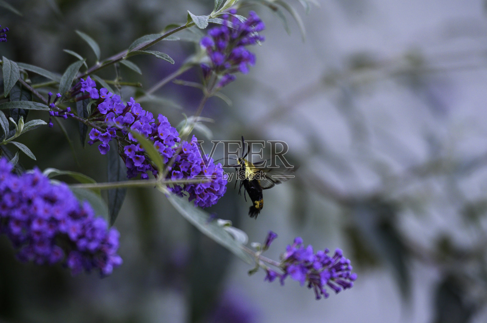 蜂鸟蛾# 7照片摄影图片