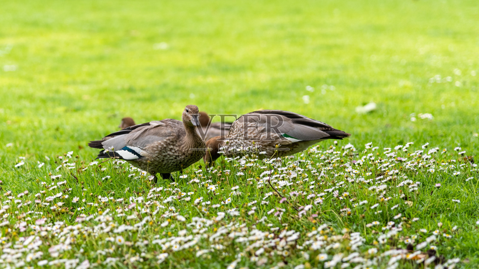 墨尔本植物园的澳大利亚木鸭照片摄影图片