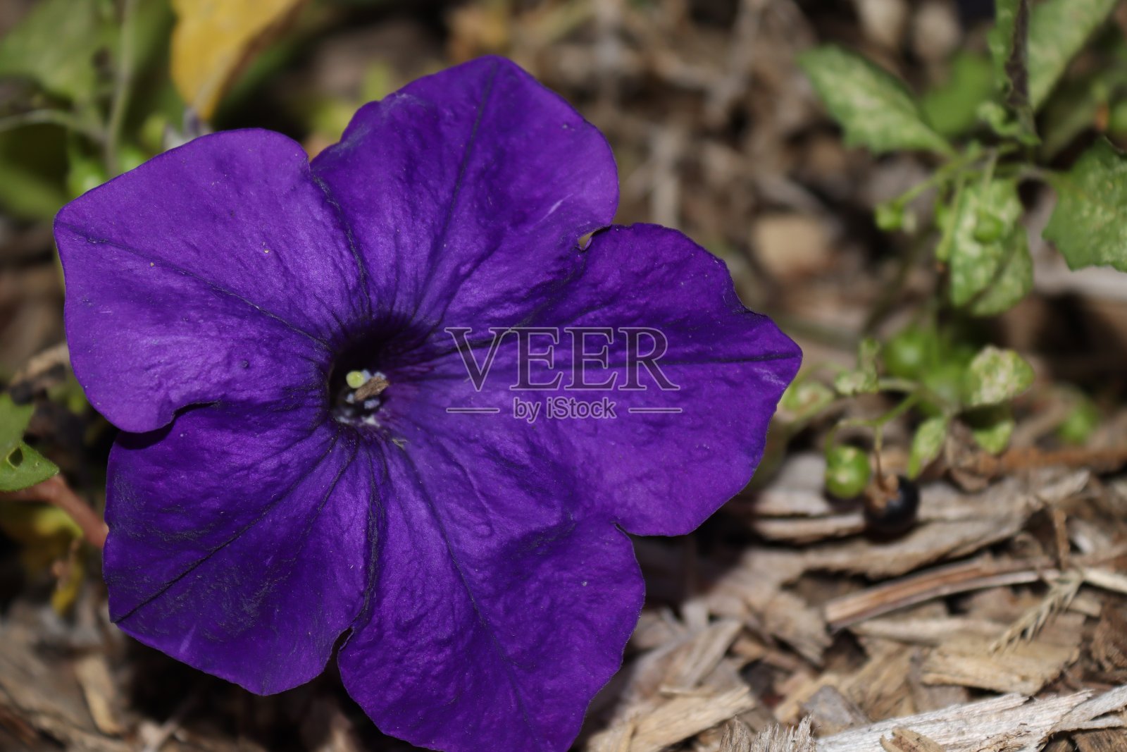 紫色佩妮的特写照片摄影图片