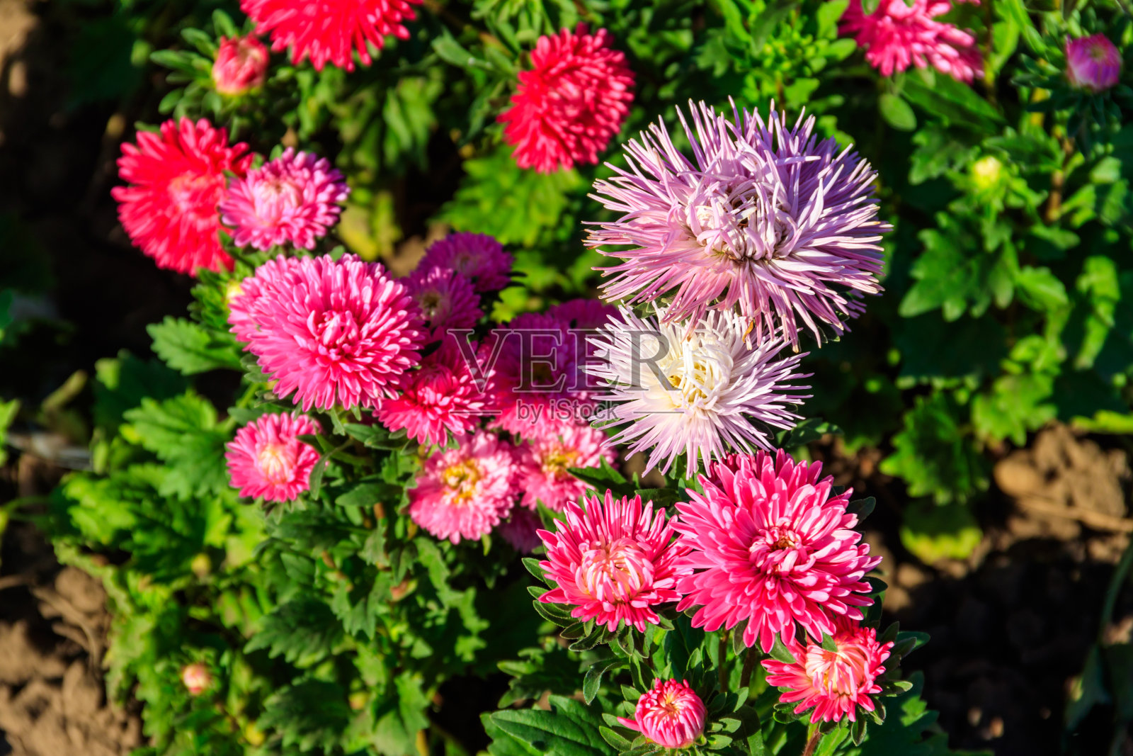 花园里花坛上的七彩紫菀照片摄影图片