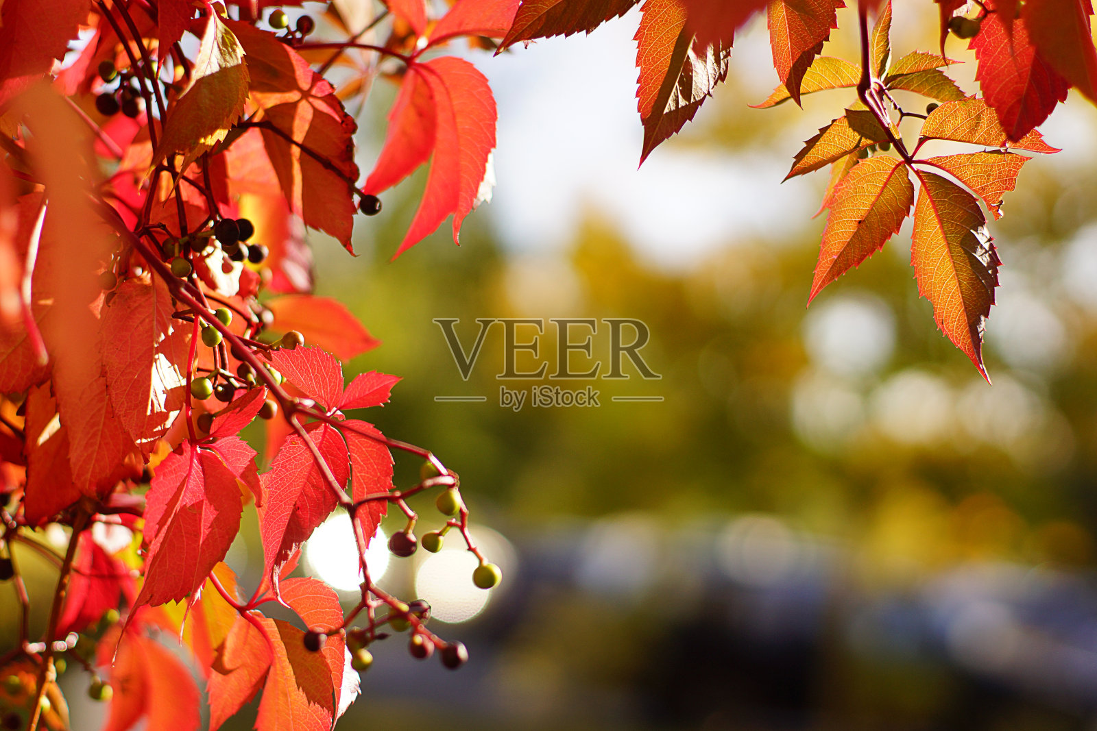 秋的概念，红叶相框。照片摄影图片