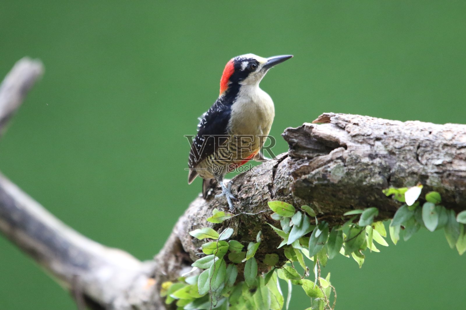 丹顶鹤啄木鸟照片摄影图片