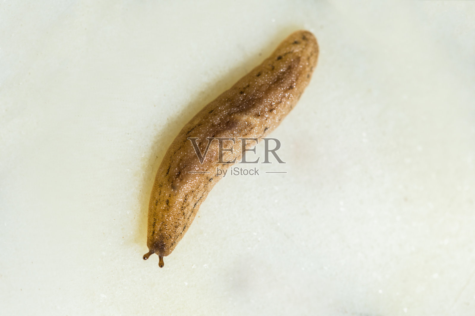 一场大雨后，水蛭在白色地板上移动的微距特写照片摄影图片