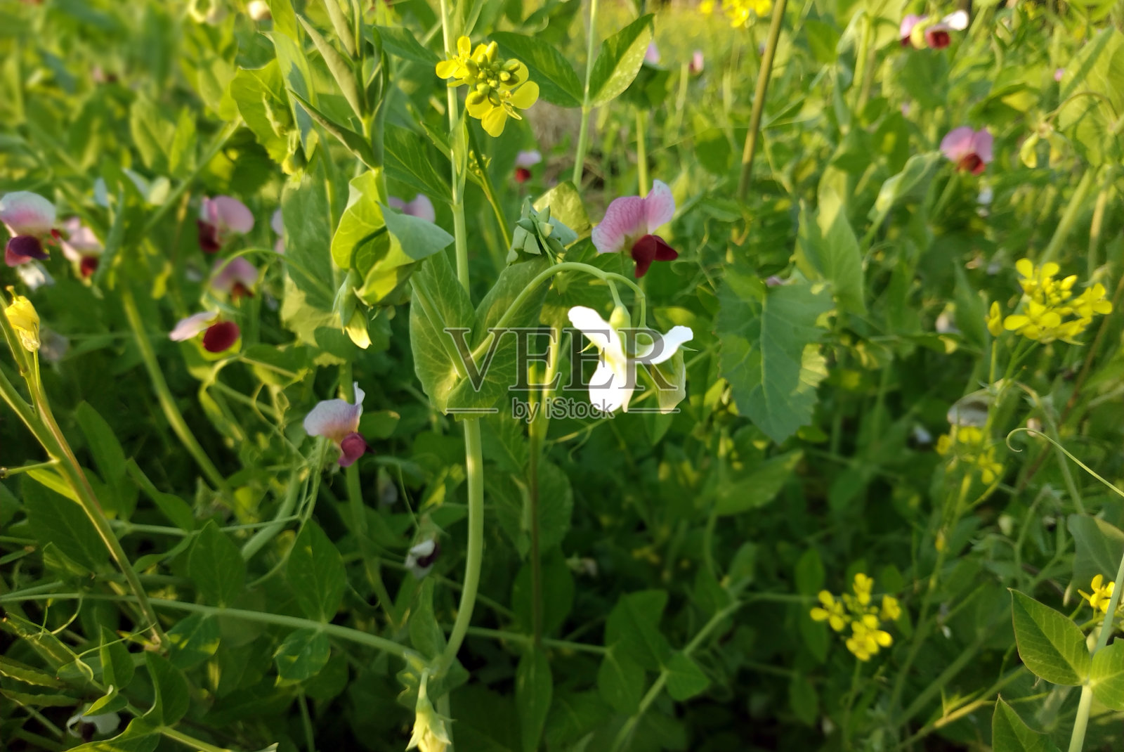 豆花绿豆植物。照片摄影图片