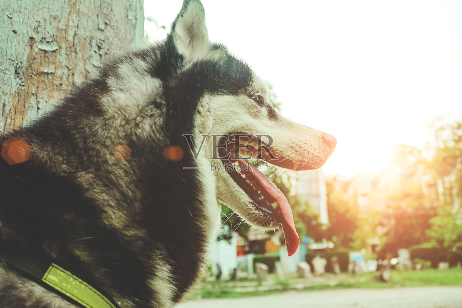 这是一只西伯利亚狗在早晨的阳光下向前看的特写，一只狗满怀希望地向前看，好像这里有希望。照片摄影图片