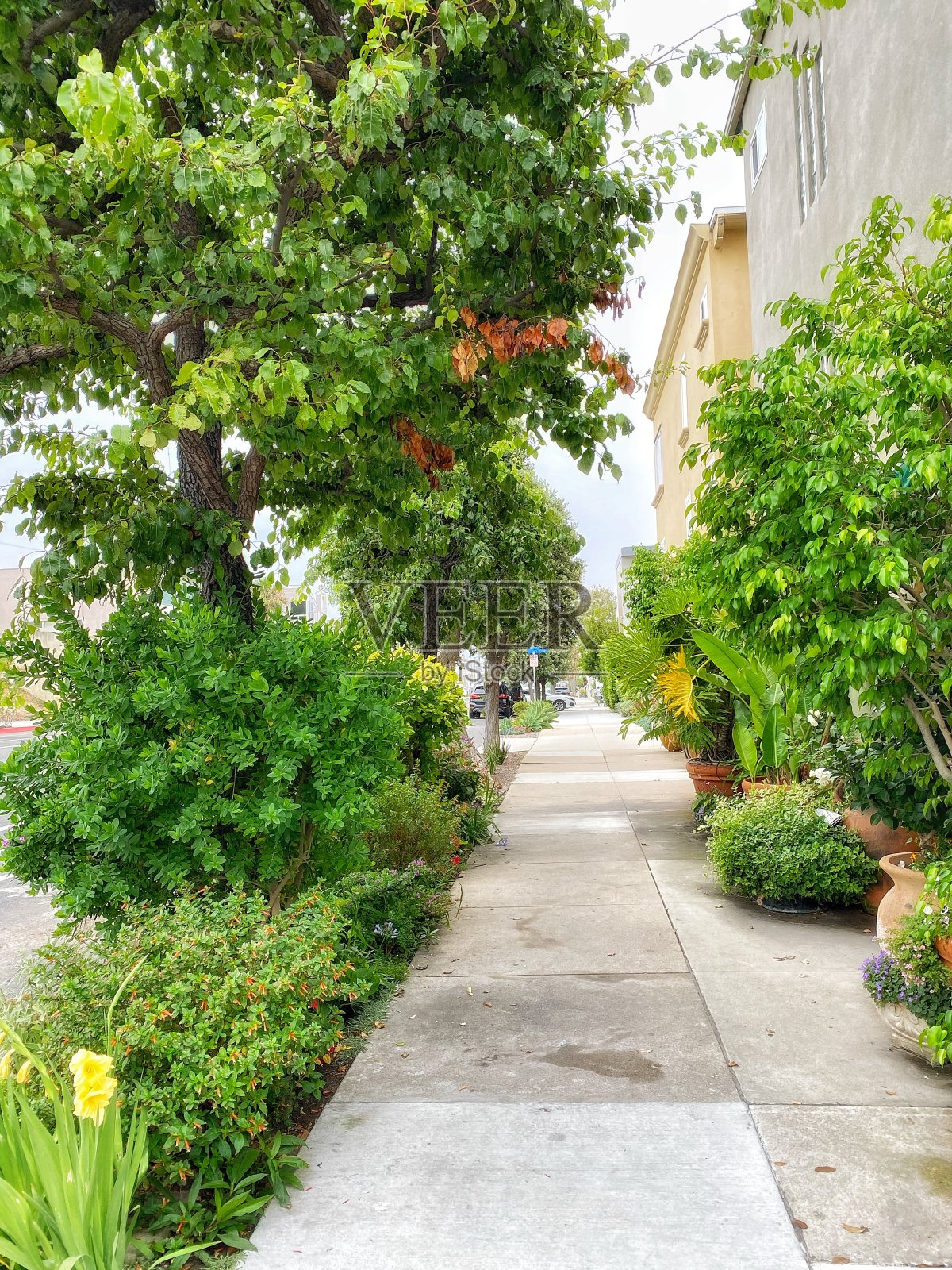 曼哈顿海滩绿色植物照片摄影图片