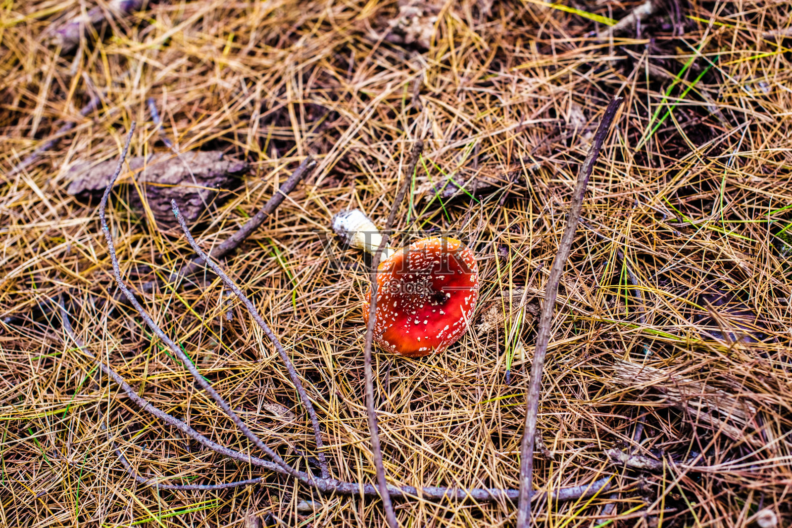 一种有毒的单片断蘑菇-蝇木耳。照片摄影图片