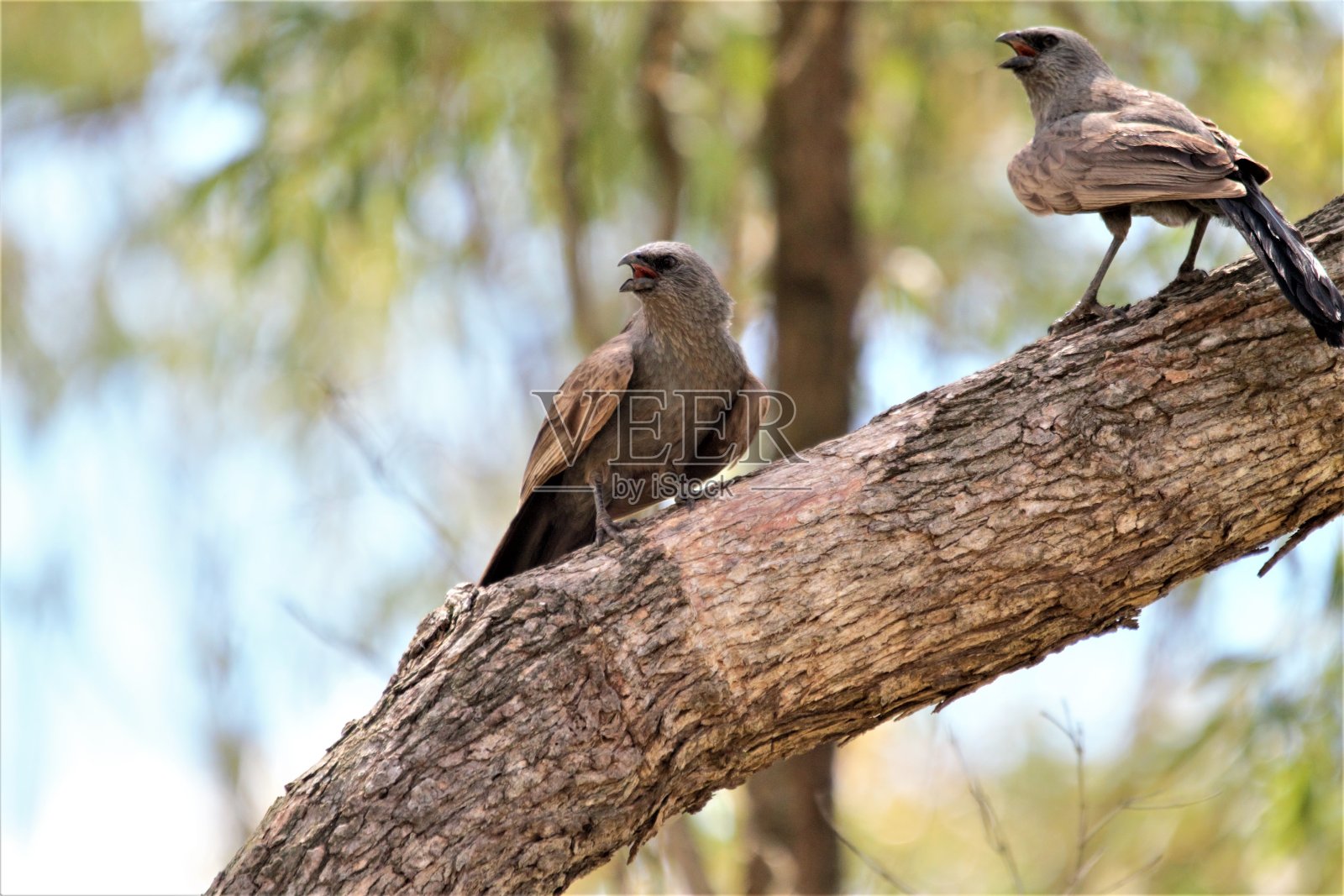 使徒鸟呼唤他人照片摄影图片