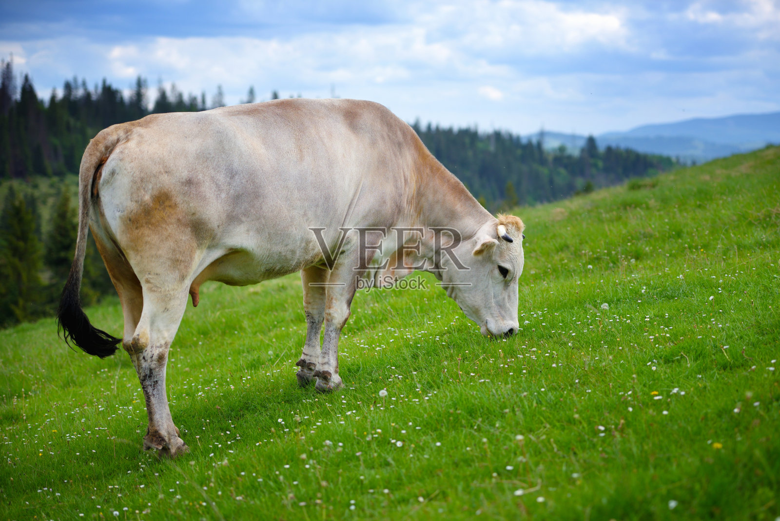 在山上牧场上吃草的牛。夏天的一天照片摄影图片