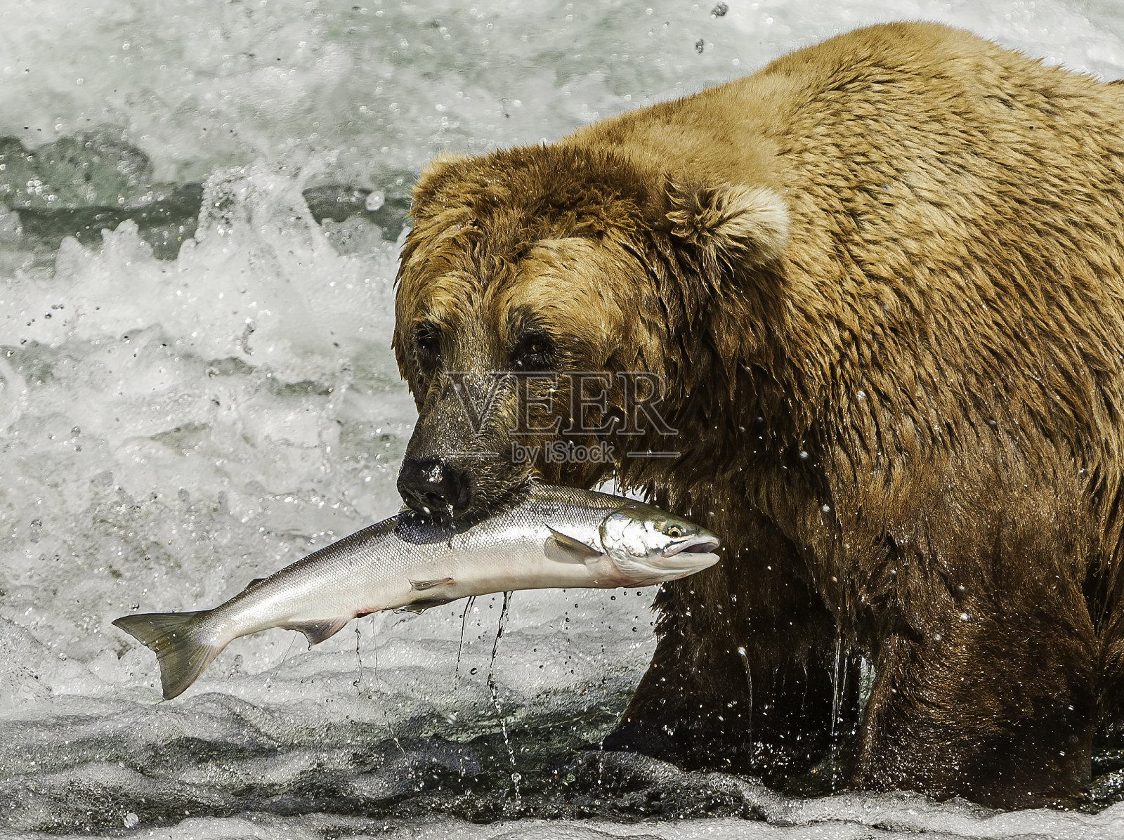 阿拉斯加棕熊，北极熊，捕捞红鲑鱼，Oncorhynchus nerka，布鲁克斯河和瀑布，卡特迈国家公园，阿拉斯加。在布鲁克斯河瀑布捕鲑鱼。照片摄影图片