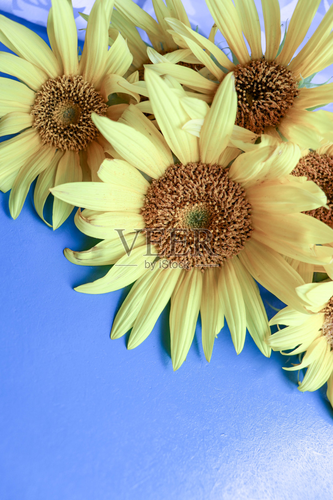 蓝色背景上的黄色向日葵照片摄影图片