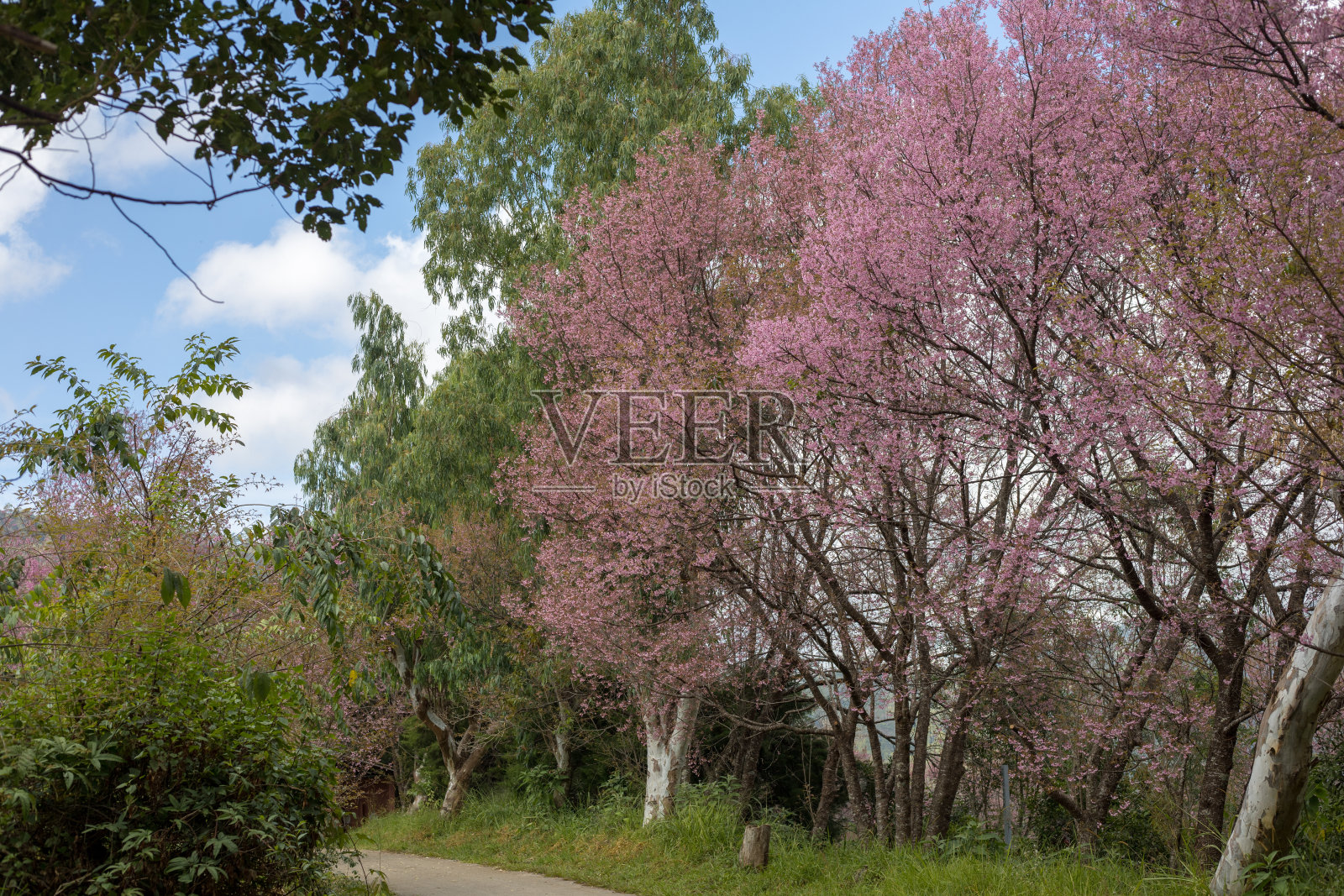 泰国北部的白色粉色野生樱花照片摄影图片