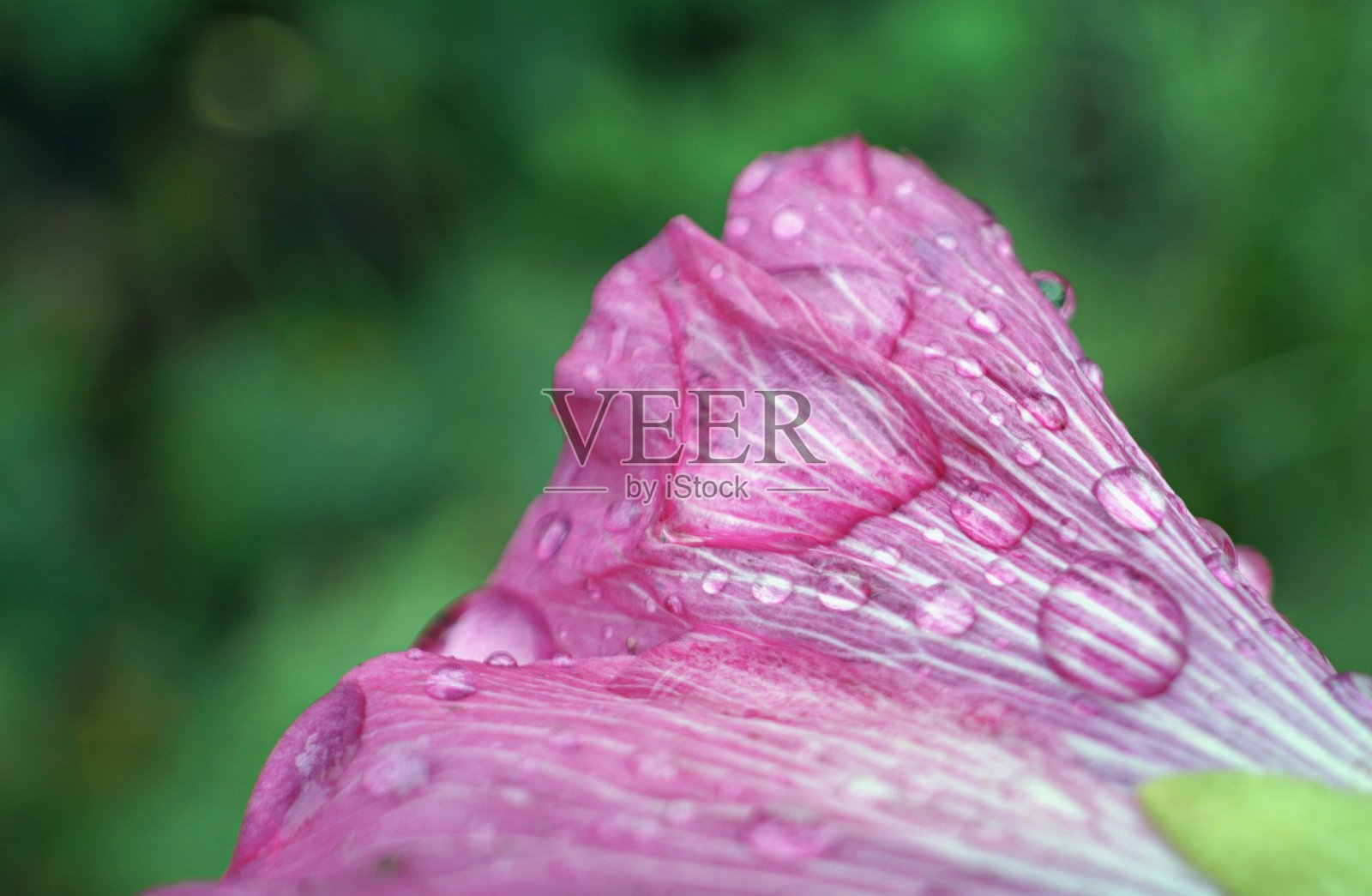 雨天的花园印象照片摄影图片