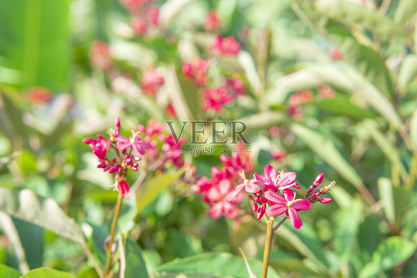 阳光下的小红花照片摄影图片