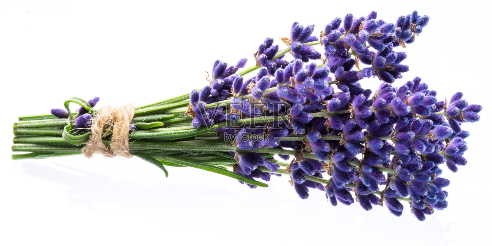 白色背景上的一束薰衣草或薰衣草花。照片摄影图片