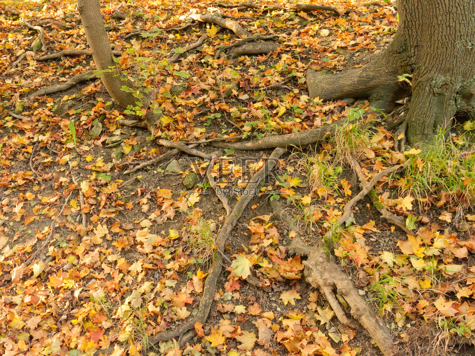 地上散落着枯黄的落叶。树的根。照片摄影图片