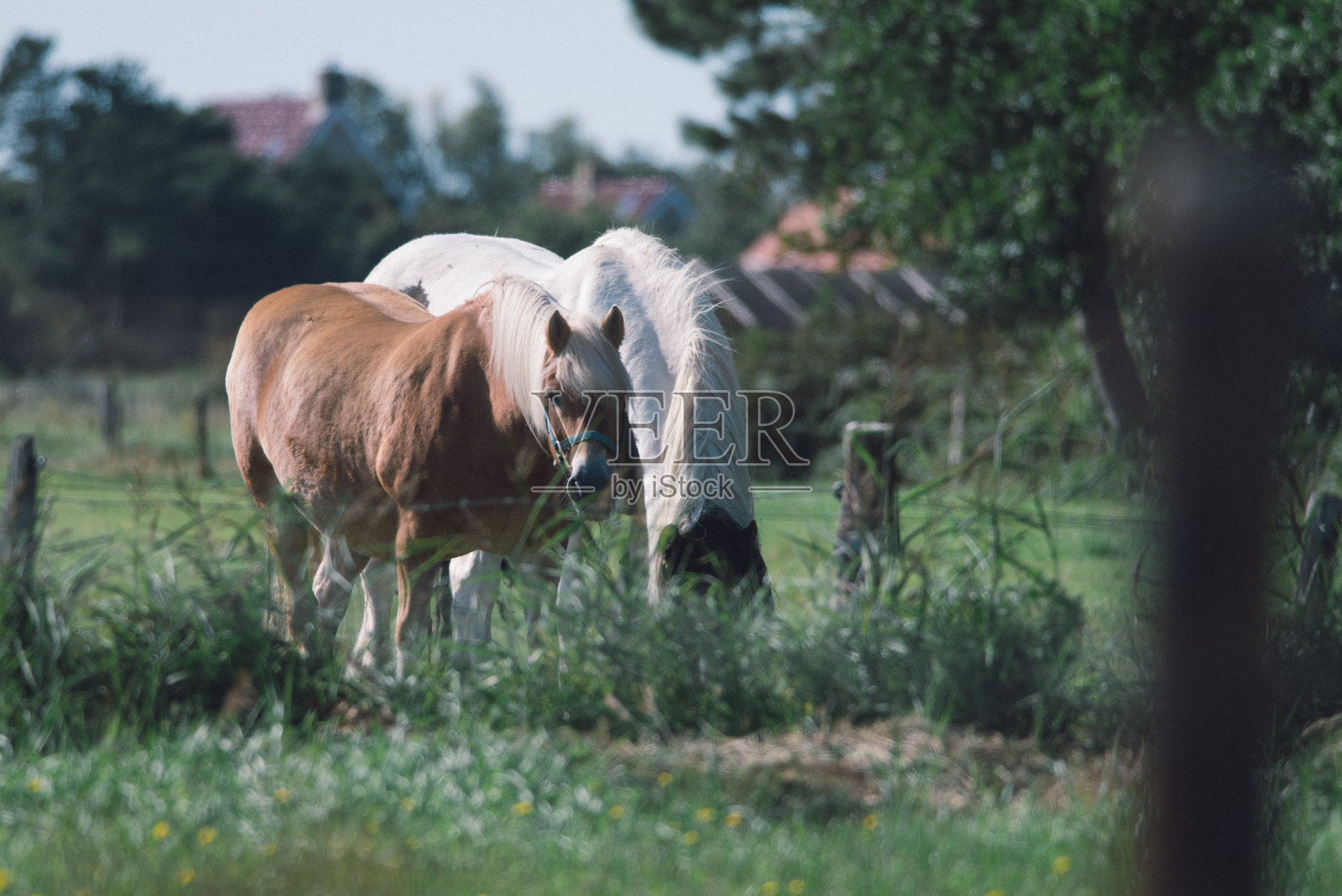 两匹马在围栏后的牧场上吃草，一匹是黑白的，另一匹是浅棕色的，阿默兰，瓦登岛，弗里斯兰，荷兰照片摄影图片