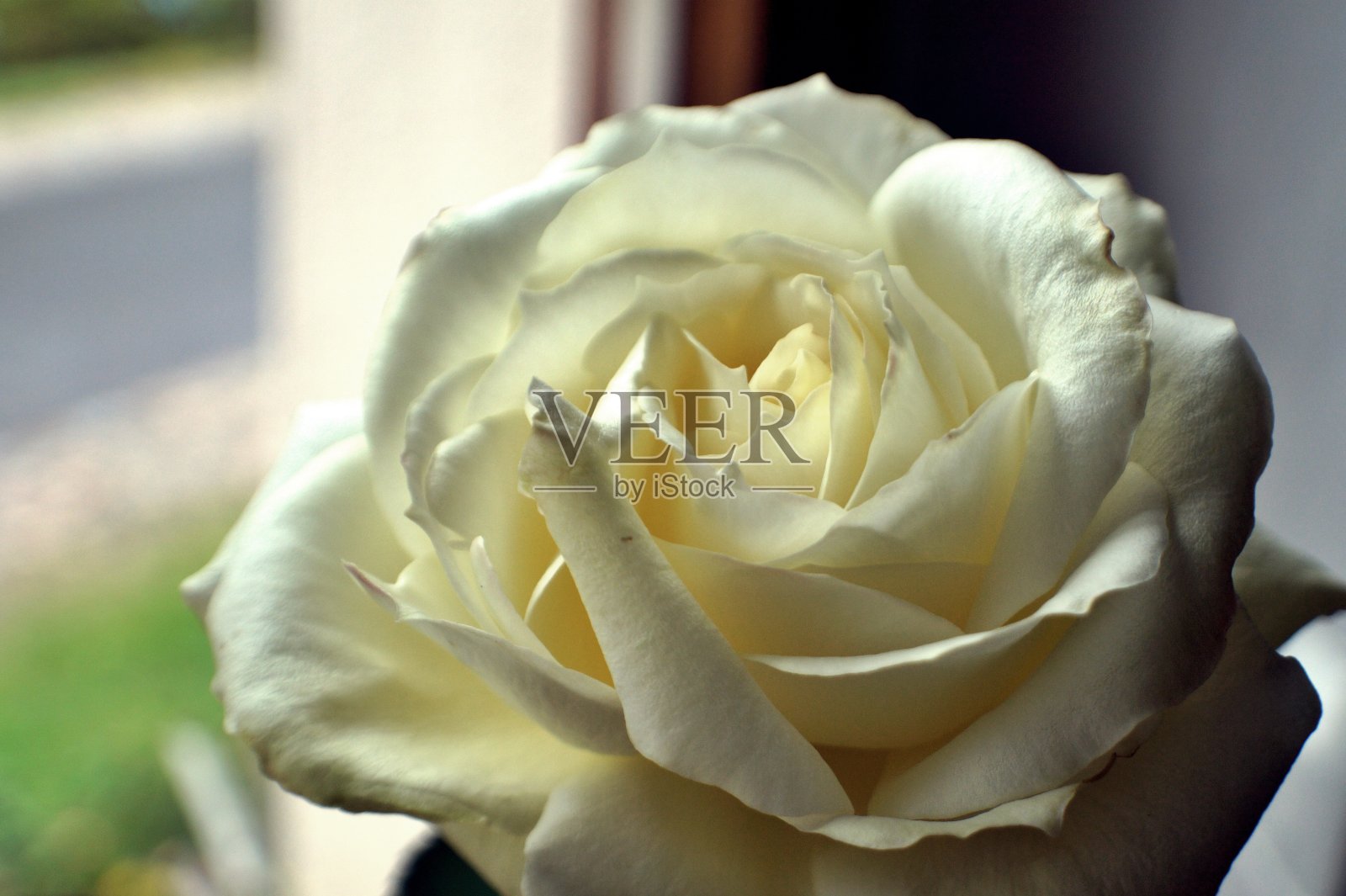 玫瑰开花照片摄影图片