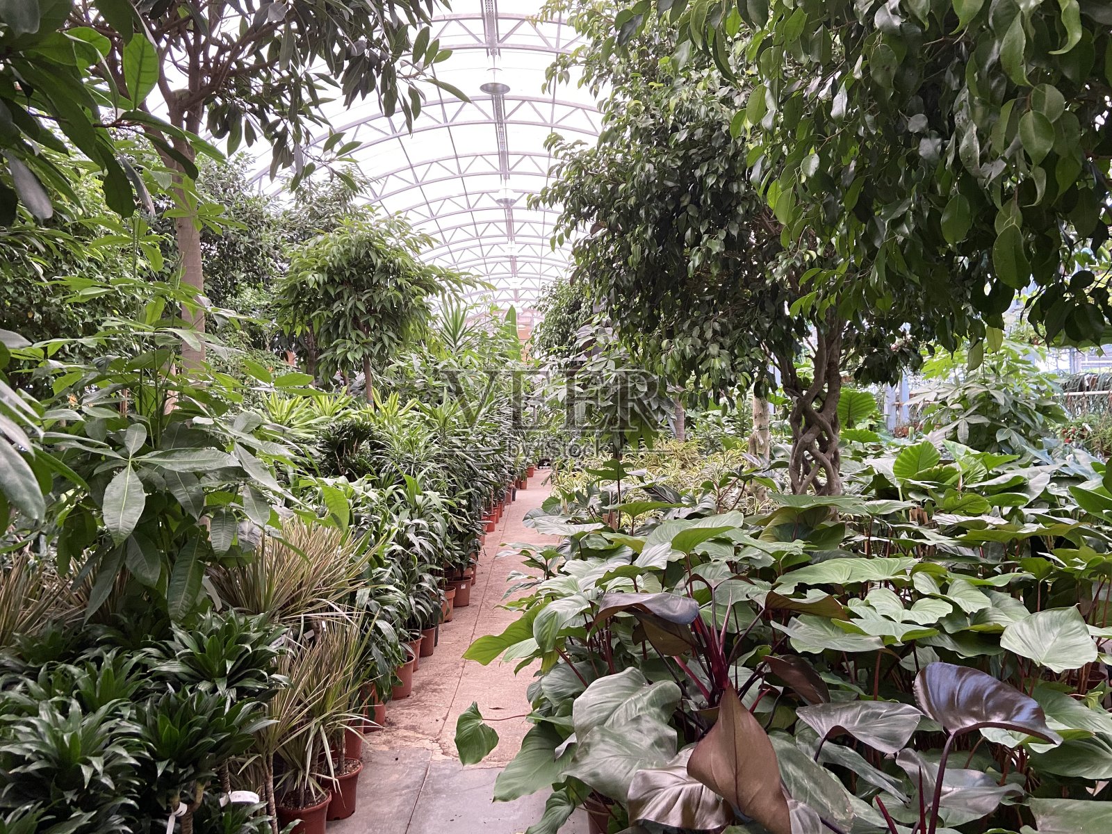 植物园里有绿色植物和水滴在叶子上。照片摄影图片