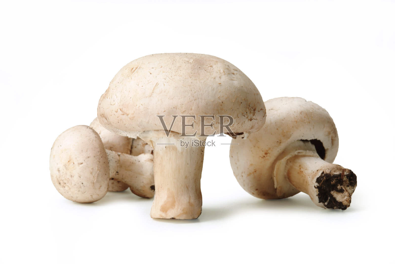 来自意大利西西里岛埃特纳山的白色普通蘑菇-香槟品种照片摄影图片