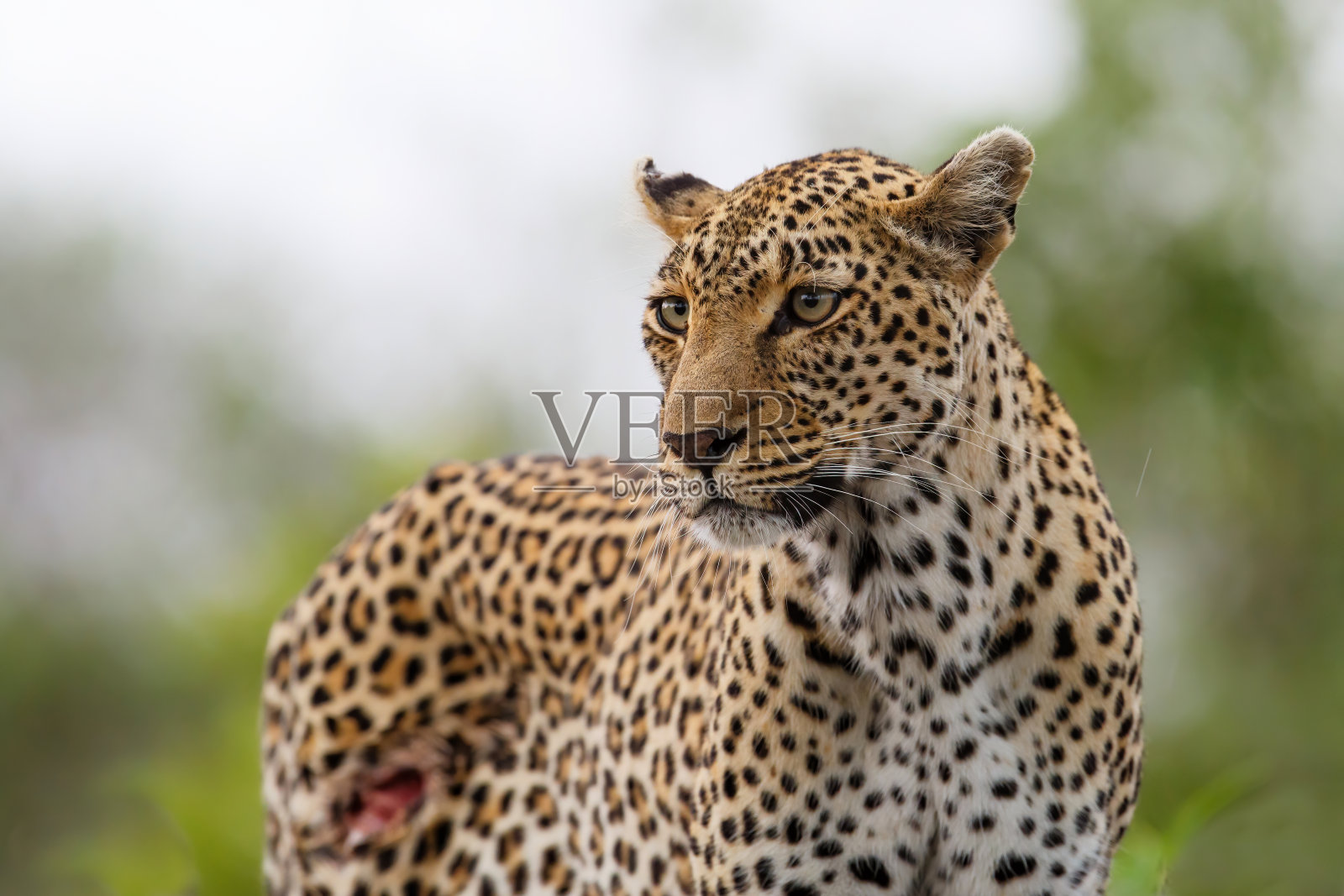 萨比沙猎豹保护区照片摄影图片