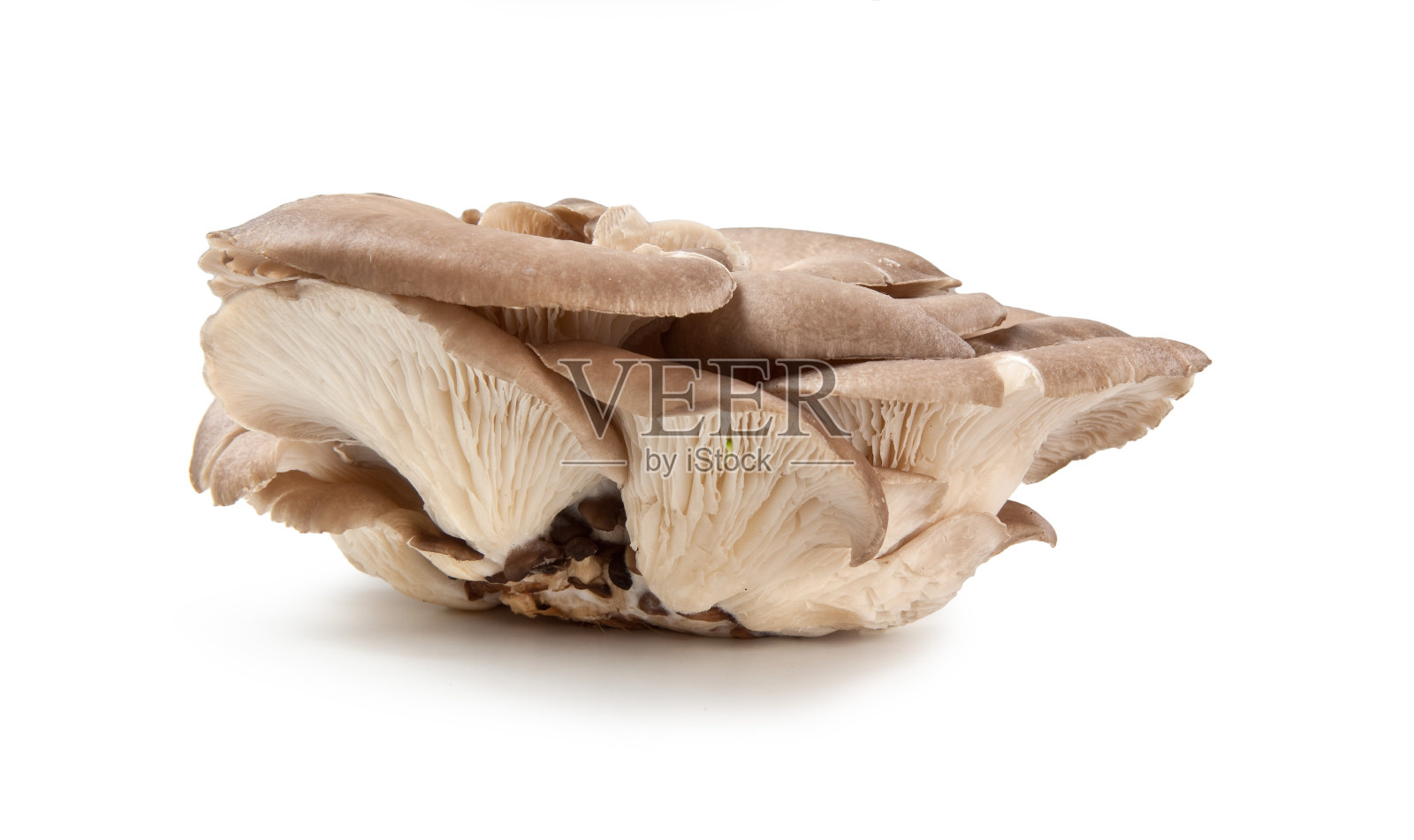杏鲍菇 Pleurotus eryngii Ferula Champignon照片摄影图片