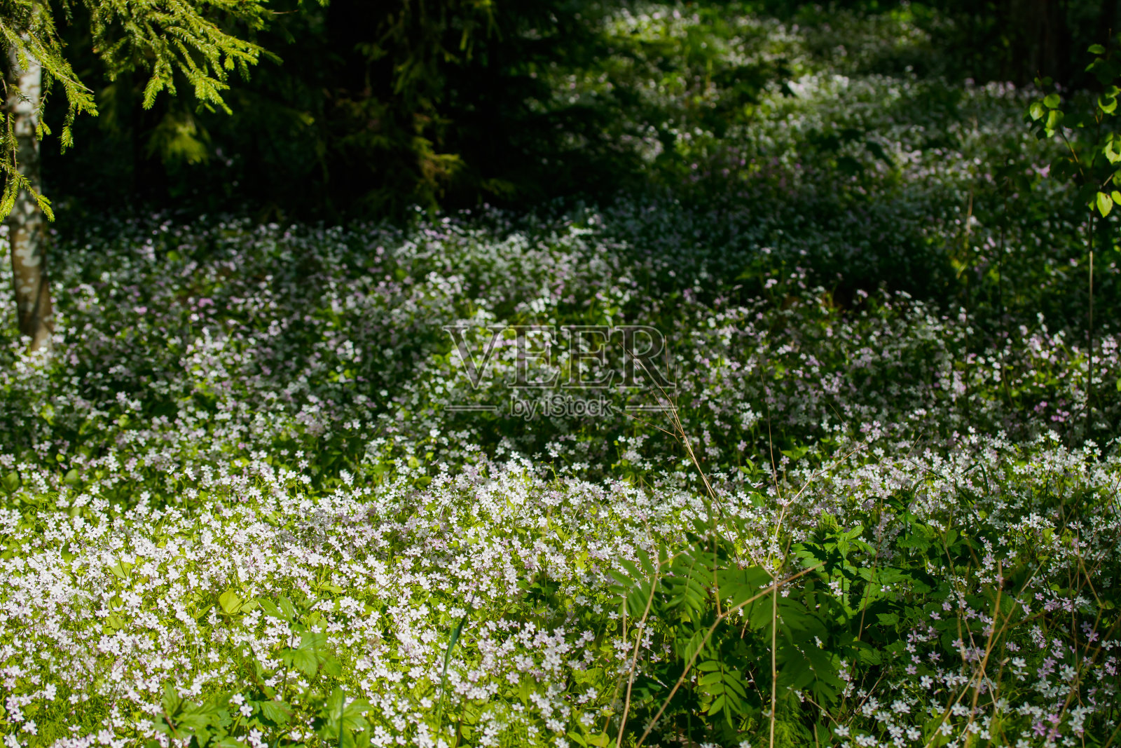 在阴暗的森林里，西伯利亚克莱顿花的白色野花照片摄影图片