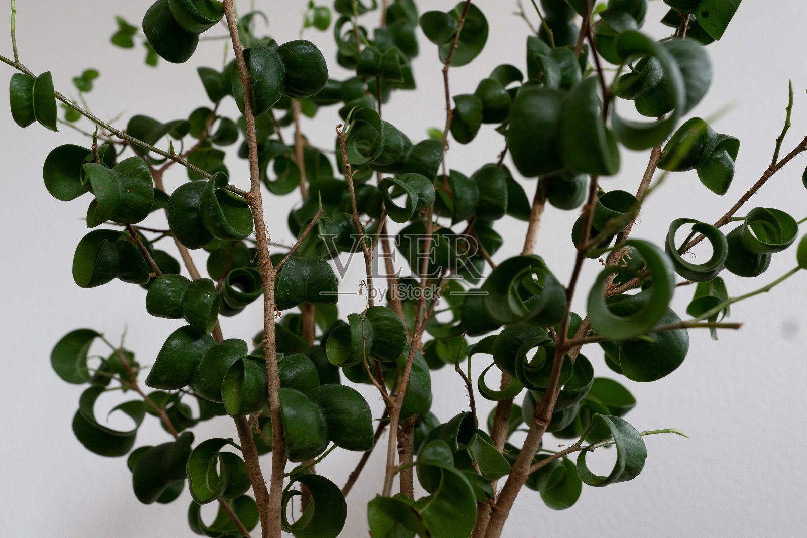 本杰明巴洛克特写照片摄影图片