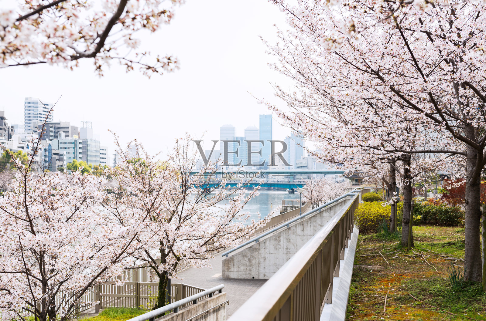 春天Hachikenyahama照片摄影图片