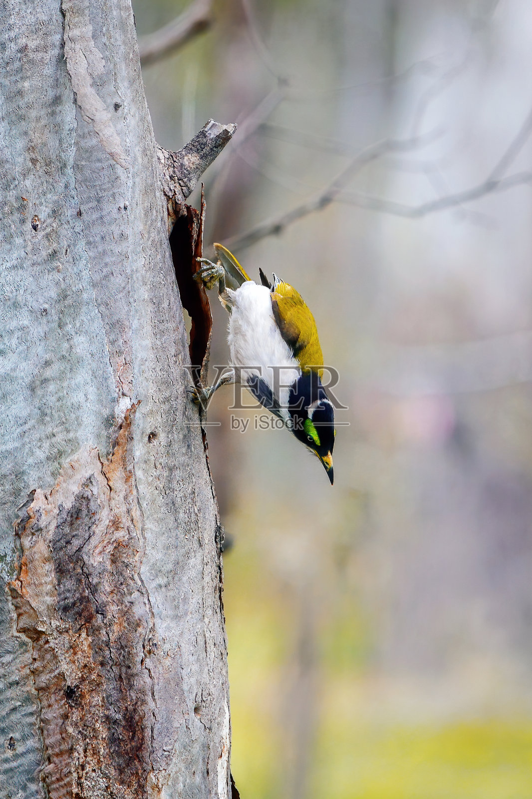 幼年蓝脸蜜蜂(紫隐孢子虫)照片摄影图片