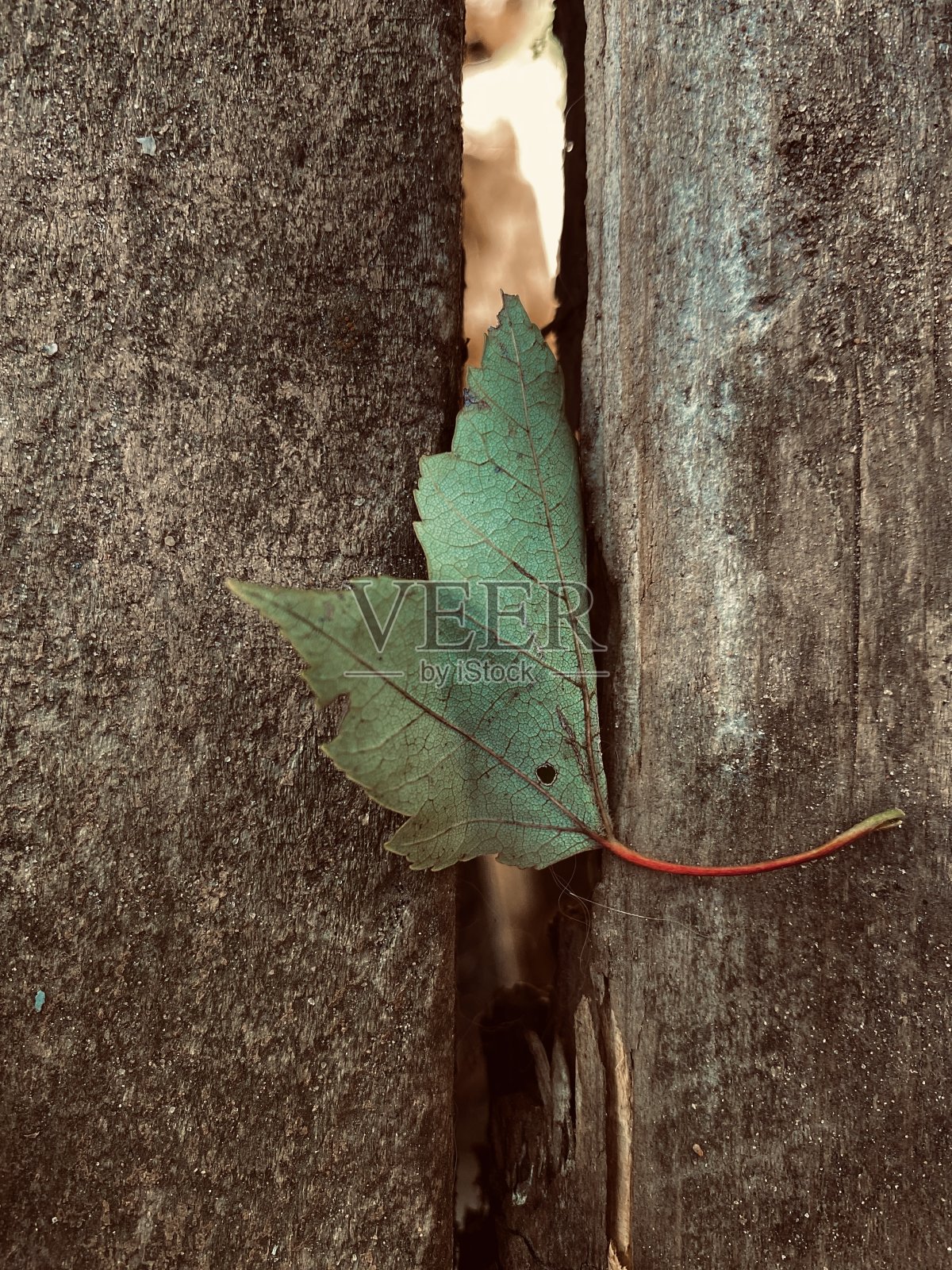 时间改变一切，林地季节的绿色变为红色。照片摄影图片