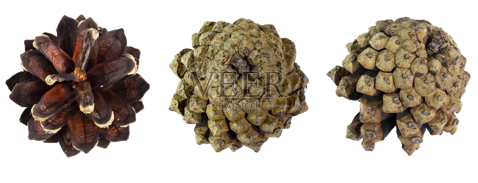 松果特写，白色背景，孤立。照片摄影图片